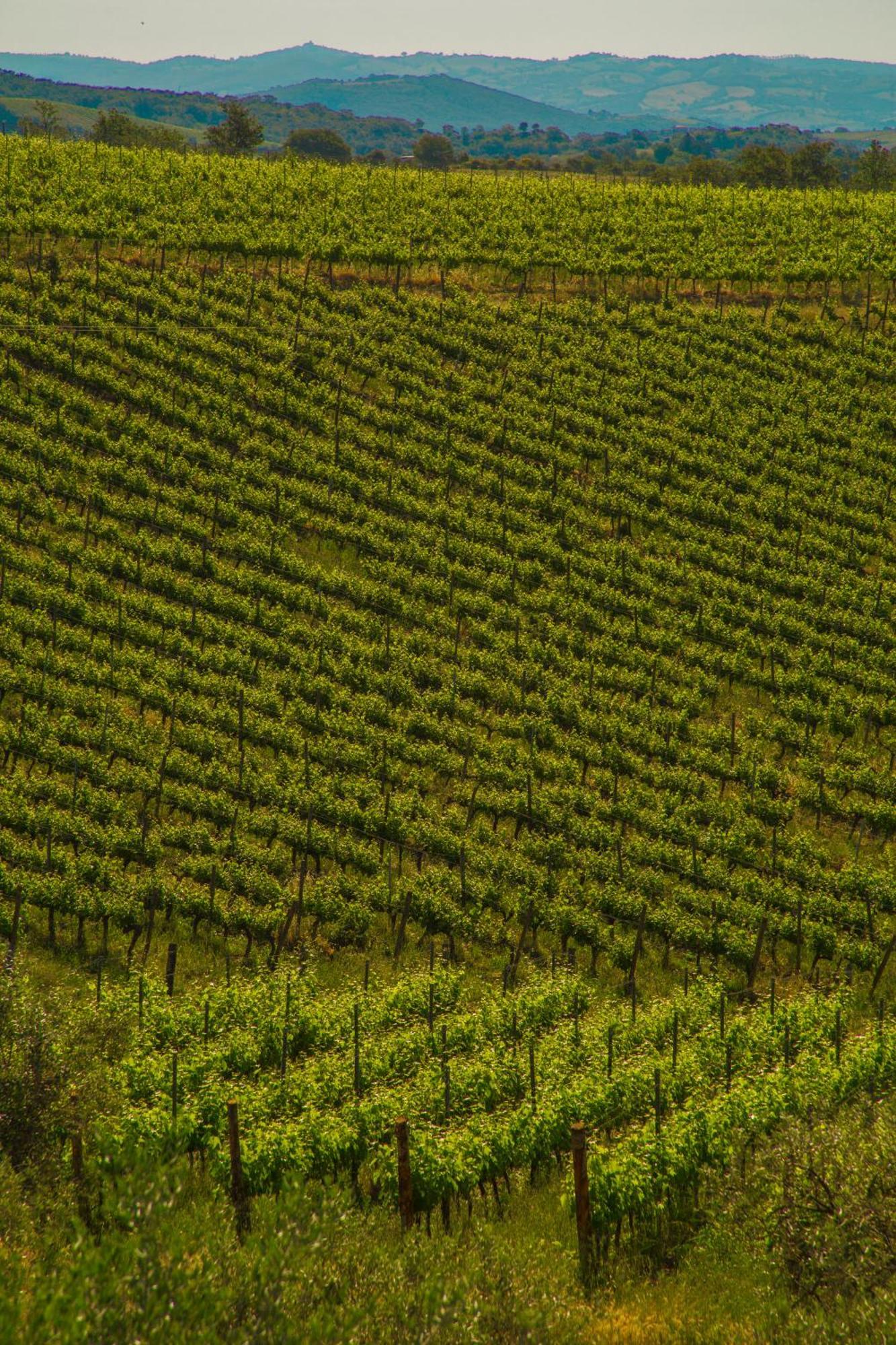 Fattoria Di Magliano Winery Villa Magliano in Toscana Cameră foto