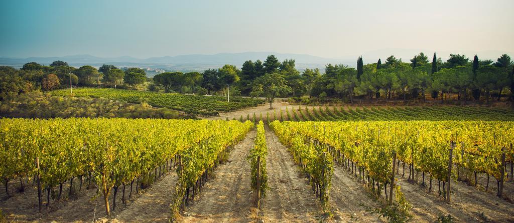 Fattoria Di Magliano Winery Villa Magliano in Toscana Exterior foto